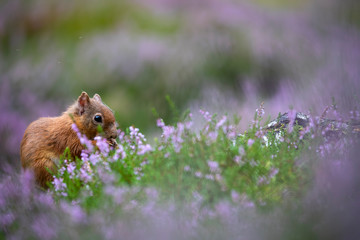Red Squirrel, Sciurus vulgaris, close up feeding surrounded by flowering purple/violet heather in the cairngorms national park, scotland.