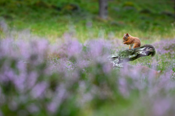 Red Squirrel, Sciurus vulgaris, feeding surrounded by flowering purple/violet heather in the cairngorms national park, scotland.
