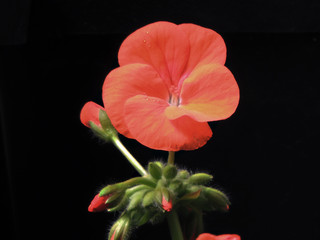 Red baby Geranium