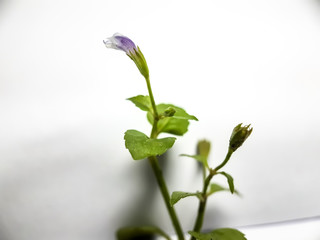 The green trees in the house have blue-white flowers and white background.