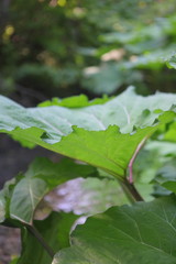 Summer river landscape in the forest