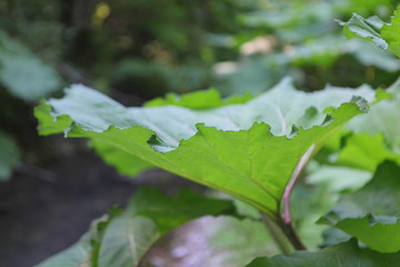 Summer river landscape in the forest