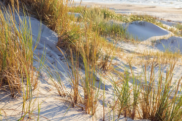 
Sea beach in the evening. Grass grows on the sand and you can see the footprints of people and animals