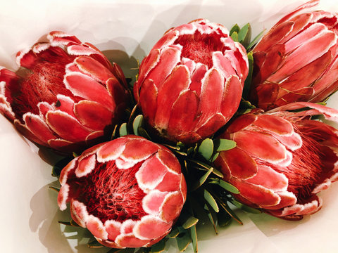 Red protea flower in the bouquet