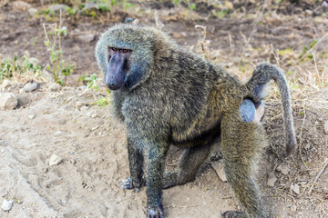 Gorgeous african baboon