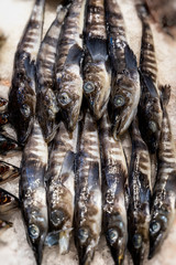 Pile of mackerel icefish on ice. Open showcases , counter of seafood market