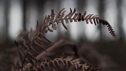 Feuille de fougère sur un arrière-plan lumineux, dont le tronc de spins rappelle des piliers 