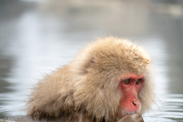 portrait of snow monkey