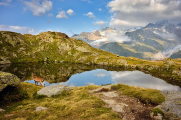 Alpine ibex among the rocks wildlife scene with beautiful animal