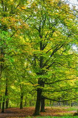 Forests with mature beech trees along avenues in a Dutch estate in beautiful warm autumn colors