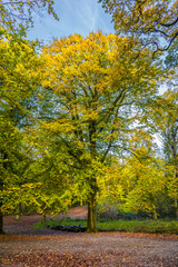 Forests with mature beech trees along avenues in a Dutch estate in autumn colors