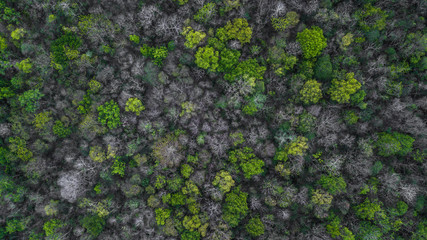 Top view of forest background