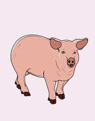 illustration vector adult pig on white background.