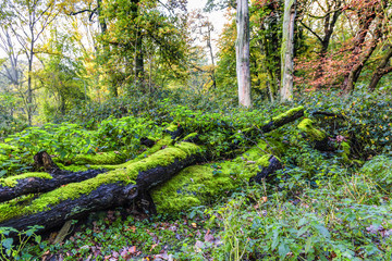 One with green moss-covered dead trunk in a forest overgrown with nettles and BlackBerry bushes