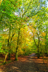 Forests with mature beech trees along avenues in a Dutch estate in autumn colors and backlight