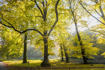 Forests with mature beech trees  lime trees and along avenues in a Dutch estate in autumn colors and backlight