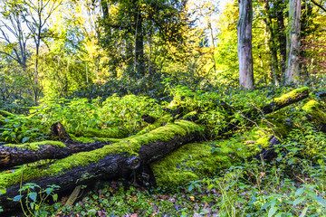 One with green moss-covered dead trunk in a forest overgrown with nettles and BlackBerry bushes