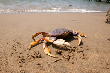 Live crab in sand on beach coastline