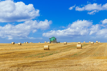 Fototapeta premium The combine harvests ripe wheat in the grain field.