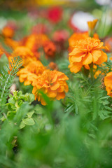 bright colorful e flowers, close up
