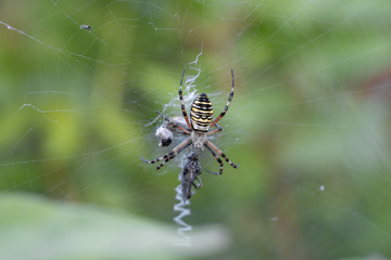 a large spider sits in a web