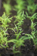 a bed of green sprouts in fresh soil