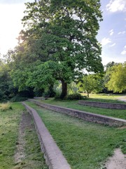 les tribunes à cote d'arbre