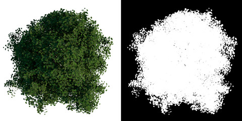 Top view of Tree (Young Silver Linden 3) Plant png with alpha channel to cutout made with 3D render 