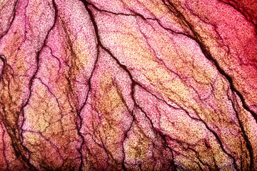 Dry Leaf Texture Abstract Background