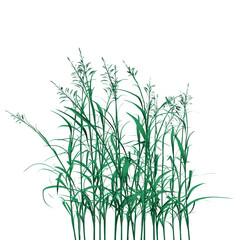 Green detailed grass isolated on white background. 3D. Vector illustration