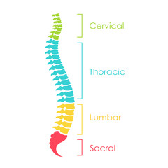 Spinal cord anatomical scheme, vector illustration - obrazy, fototapety, plakaty