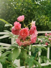 pink rose bush background