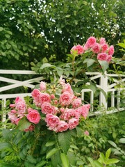 pink rose bush background