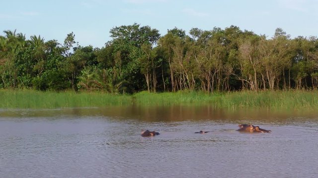 Common hippopotamus or hippo (Hippopotamus amphibius) pod with one animal yawning. Isimangaliso Wetland Park. KwaZulu Natal. South Africa.