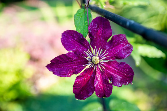 climbing purple climatis growing in garden. climatis flower on blurred background in the sunlight on a summer day. Flower nature concept