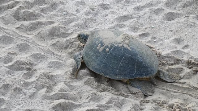 Green back turtle moving on sand after nesting at Ras al Jinz reserve