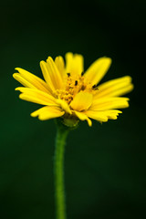 yellow daisy flower