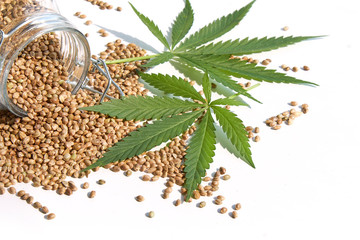 Hemp products concept. Seeds cannabis and green plant isolated on white background