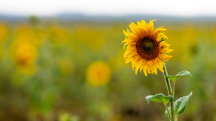 Obraz premium field of blooming sunflowers in the raining day, shallow depth of field