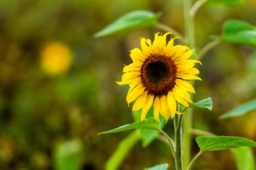 field of blooming sunflowers in the raining day, shallow depth of field