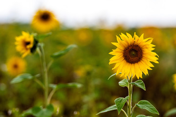 field of blooming sunflowers in the raining day, shallow depth of field