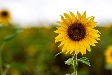 field of blooming sunflowers in the raining day, shallow depth of field