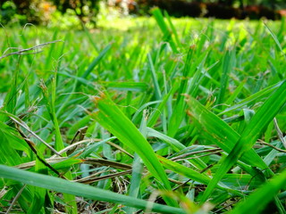 fresh green grass