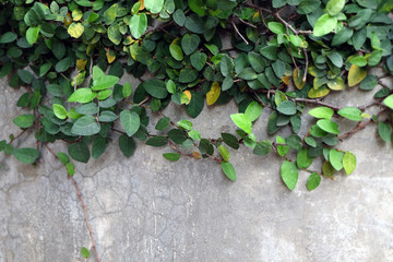 Natural green background. Creeping fig (Ficus pumila) used to decorate the walls of a home.
