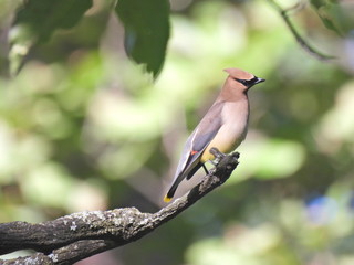 Cedar Waxwing Bird with Head Titled to the Side Perched on Bare Branch with Blurred Green and Yellow Forest in Background