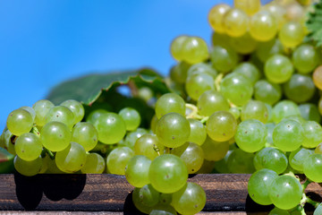 Bunches of yellow grape on blue sky background