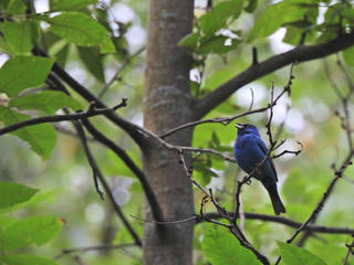 Indigo Bunting Bird Singing with Dark Blue Feathers in a Sea of Green Leaves
