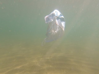 Mascherina coronavirus inquina il mare