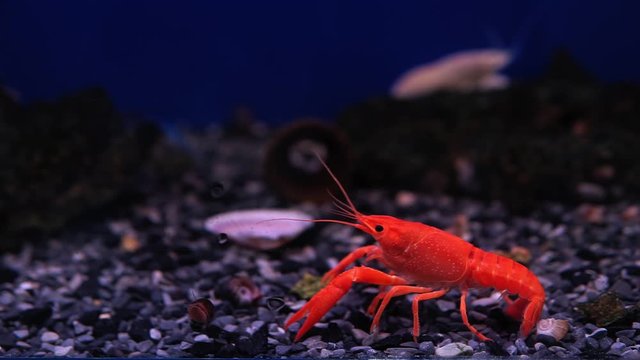 red Crayfish show small claws. in the aquarium. selective focus