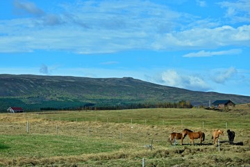 Fototapeta na wymiar Iceland-view of horse on pasture near Brú horsefarm